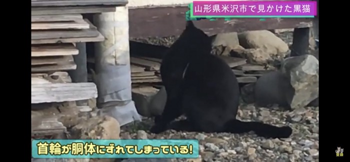 ゴム製の首輪をつけていた外猫