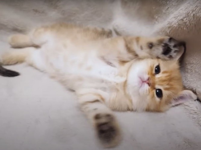 寝転がる子猫