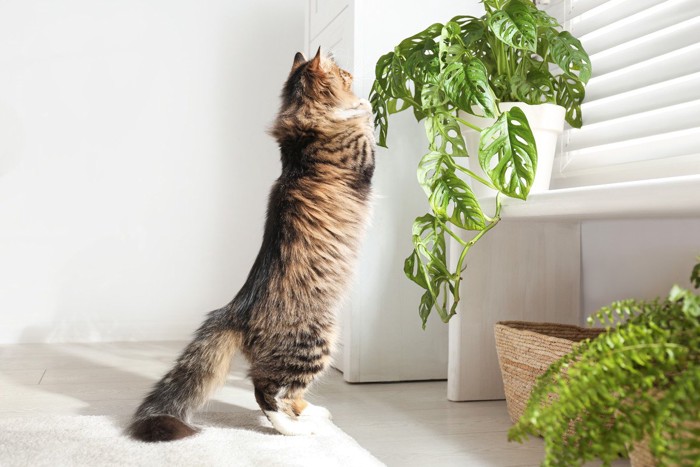 植物に興味を持つ猫