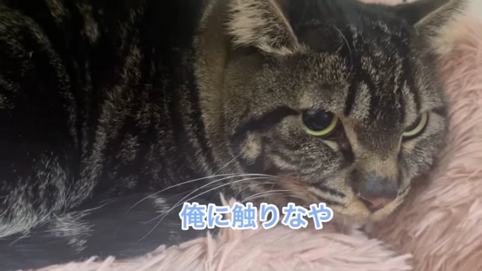 ピンク色のベッドにいる猫