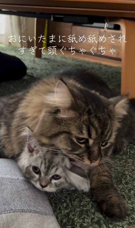 子猫を毛づくろいする猫