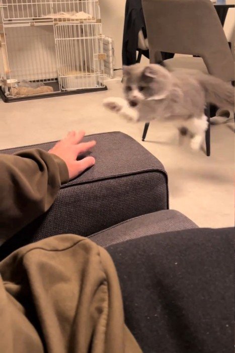 横から見たジャンプする猫