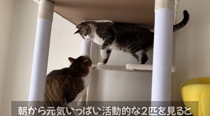 パンチする猫