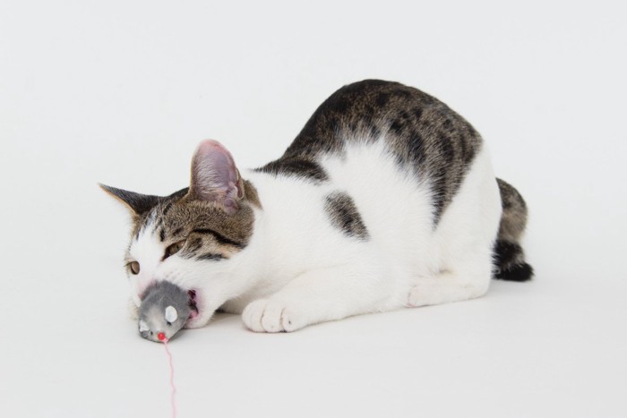 おもちゃのねずみに食らいつく猫