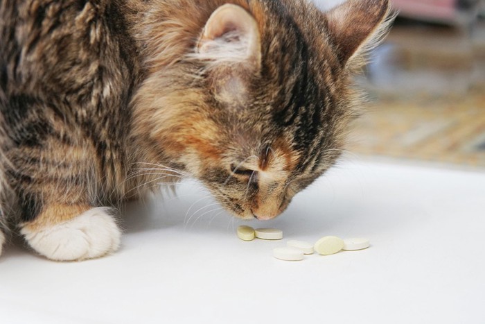 錠剤の匂いを嗅ぐ猫