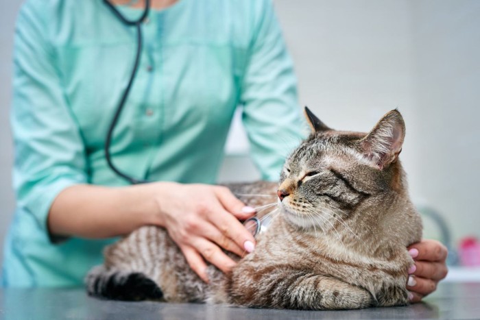 診察を受ける猫