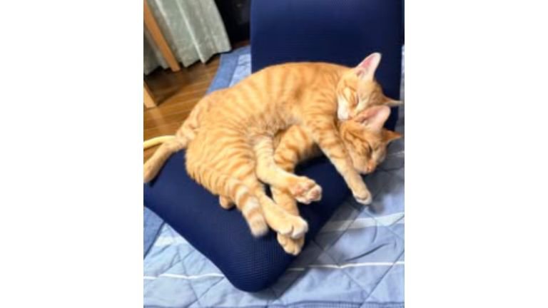 椅子の上の猫