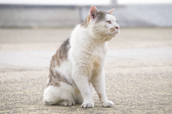 たたずむ老猫