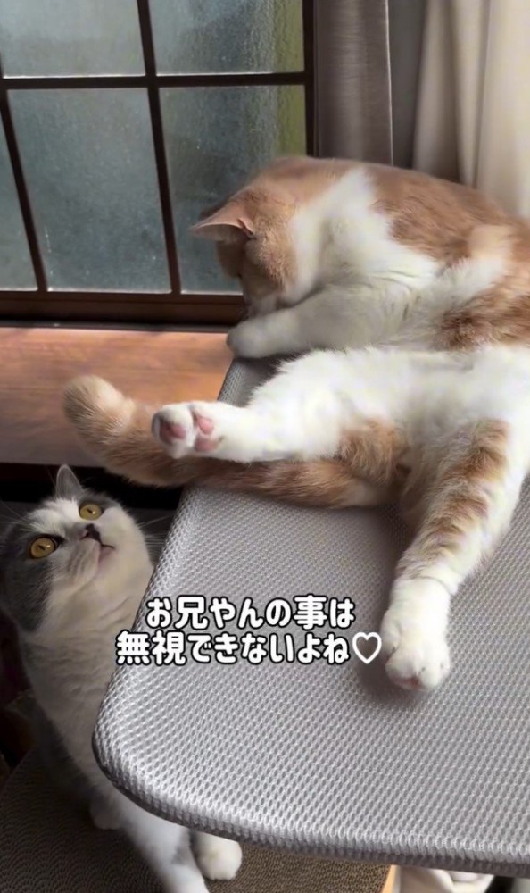左端から白グレー猫が近づく写真2