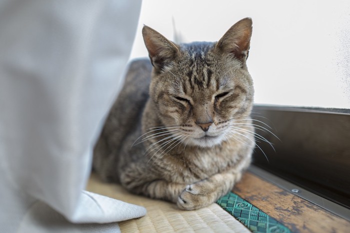 ひなたぼっこする老猫