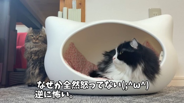 お座りする猫とハウスの中でくつろぐ猫