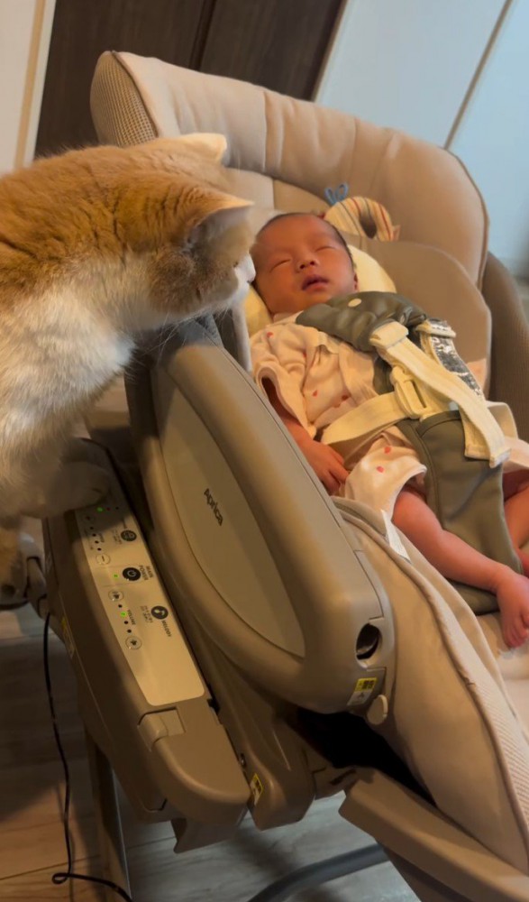 ゆりかごの横にいる猫