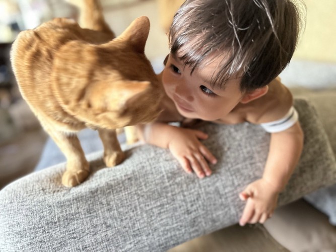 顔を見合わせる猫と赤ちゃん