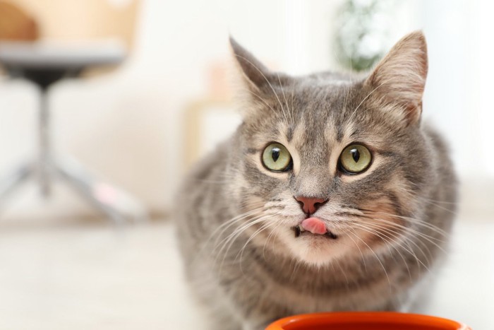 ご飯を食べる猫