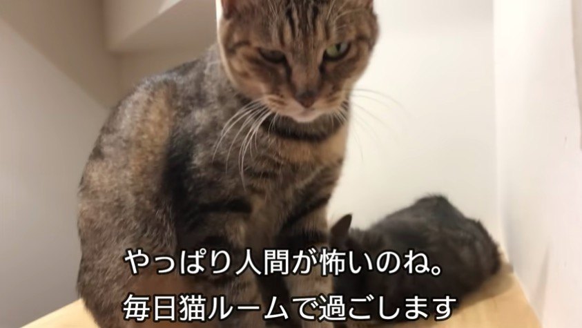 猫ルーム