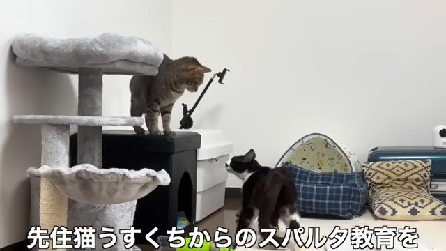 収納ボックスの上と下で睨み合う猫たち