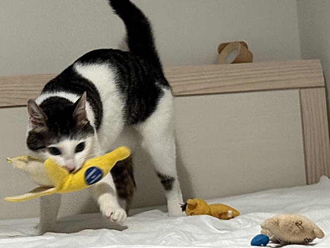 バナナのおもちゃに夢中で他は眼中にない猫