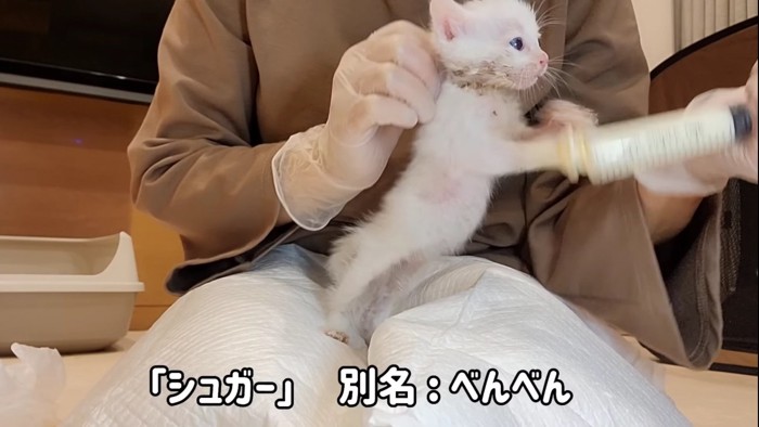 抱き上げられた子猫