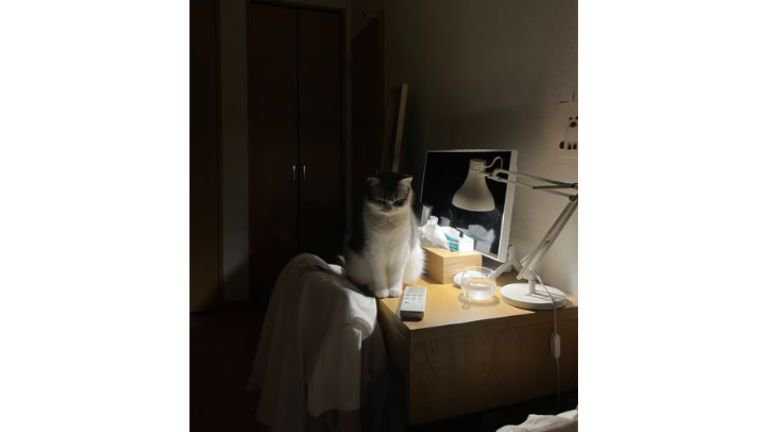 暗い部屋にいる猫
