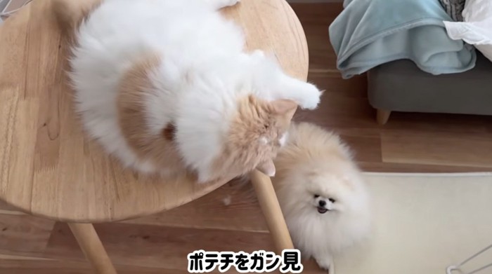 犬をガン見する猫