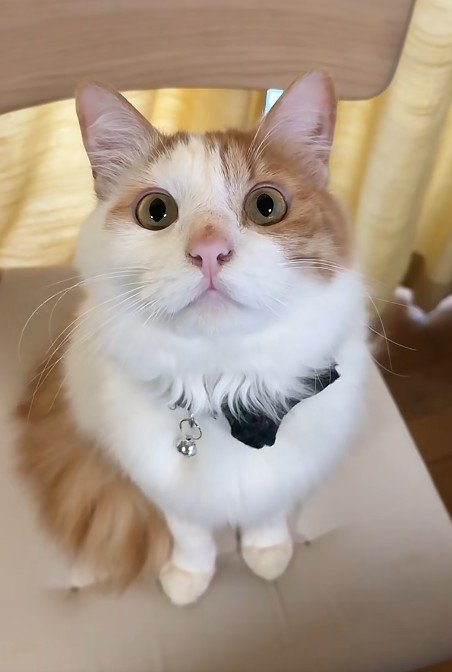 座っている猫