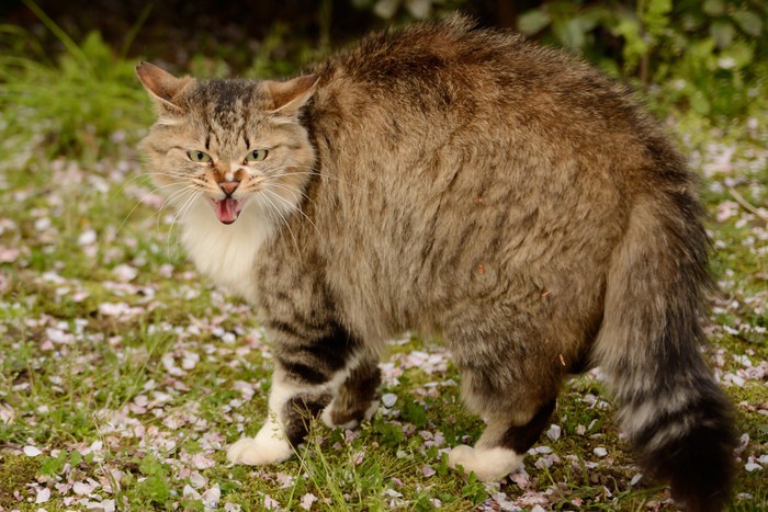 怒る野良猫