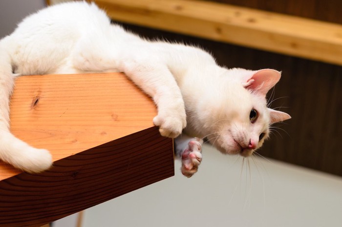 高いところから飼い主を狙っている猫