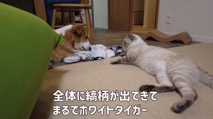 寝そべって犬を見る猫