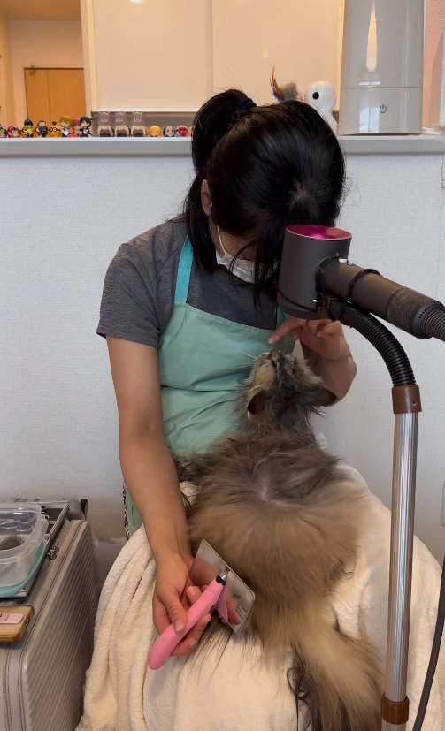 女性のほうを向く猫