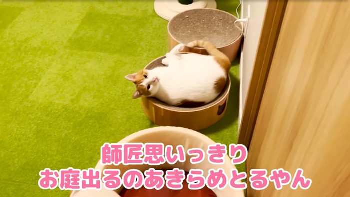 くつろぐ猫