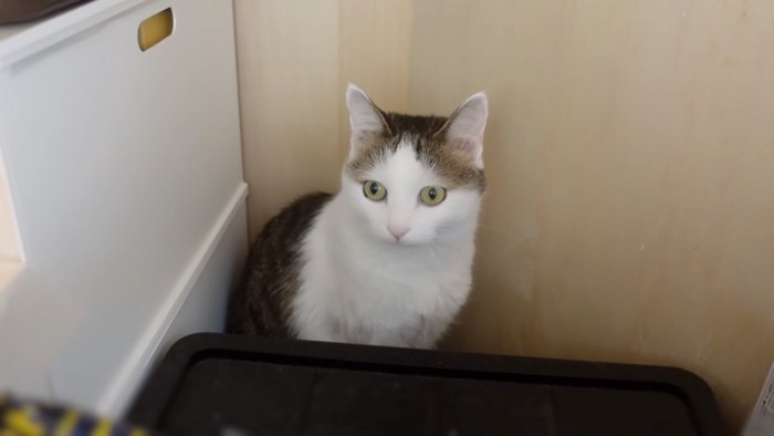 見開く猫