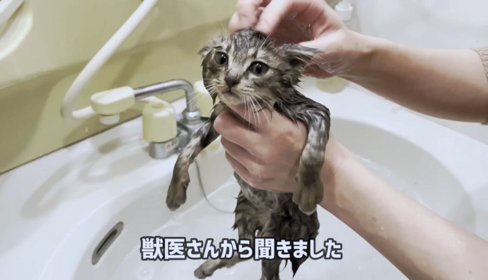 子猫の頭を指先でなでてみると…