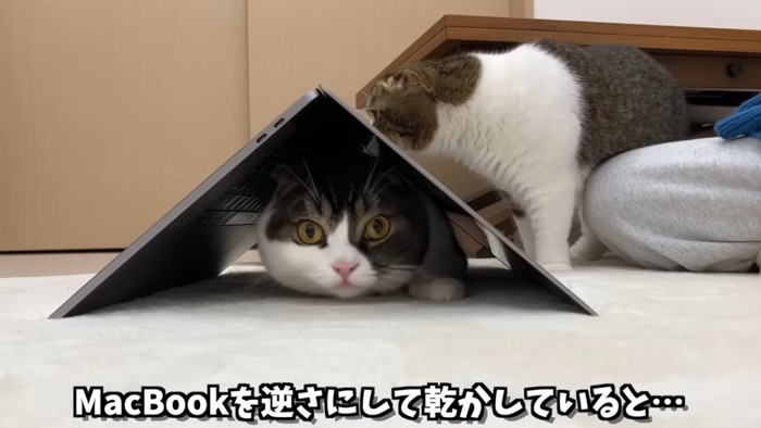 逆さまのパソコンの下にいる猫