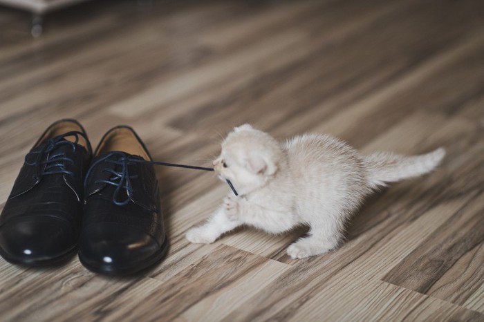 靴と猫