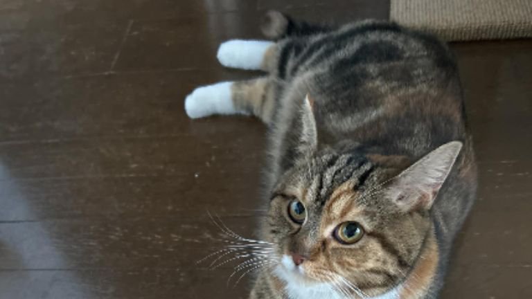 室内にいる猫