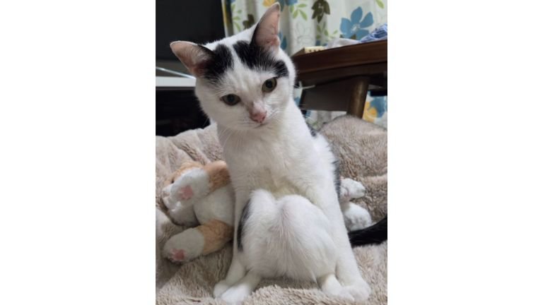 座っている猫