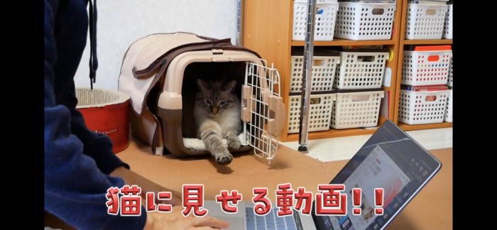 猫に見せる動画起動