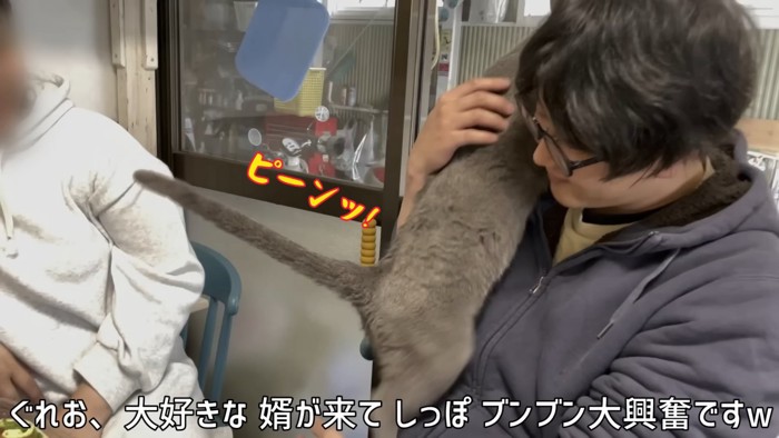 尻尾が立っている猫