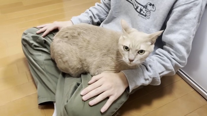 座る人の足の間に体を収める猫