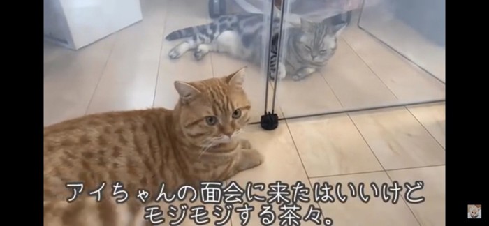 壁越しの猫