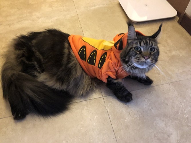 Leoくん