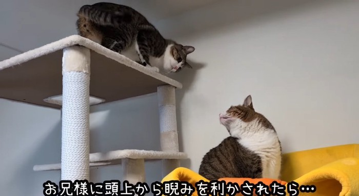 タワーの上の猫