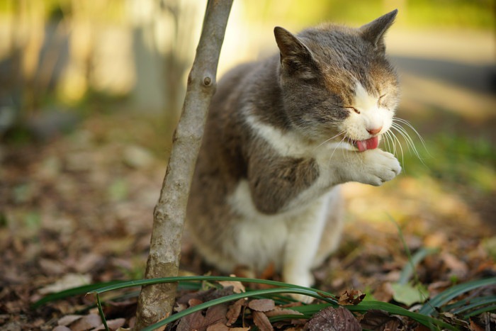 毛繕いをする野良猫