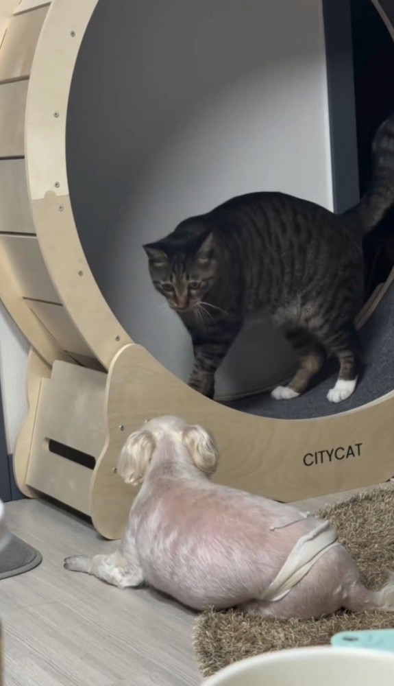 見つめ合う犬と猫