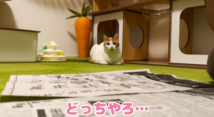 じっと見つめる猫