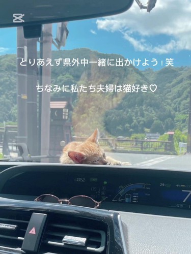 ダッシュボードの上にいる子猫