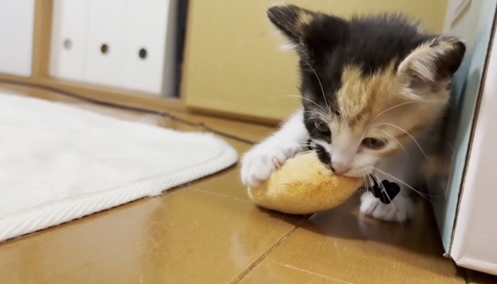 三毛ちゃんのアップ