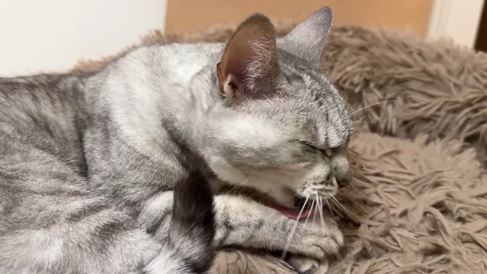 毛づくろい
