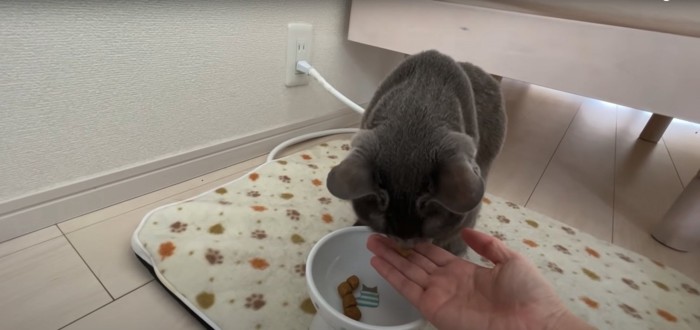 飼い主の手からおやつを食べるロシアンブルー