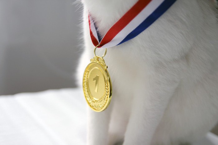 金メダルをつけた猫の首元